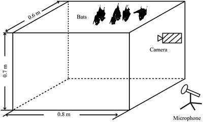 Sex ratio potentially influence the complexity of social calls in Himalayan leaf-nosed bat groups